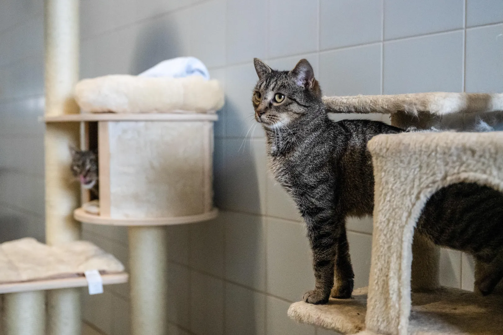 Kot. Fot. PAP/Wojtek Jargiło