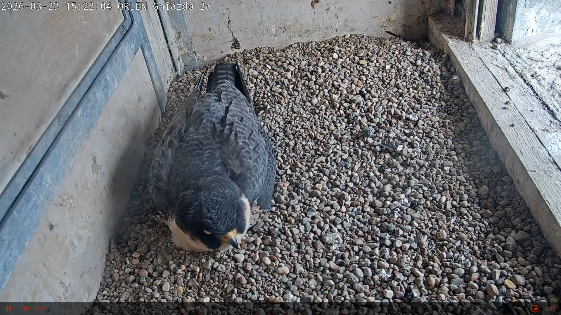 Ujęcie z kamery w budce lęgowej zamontowanej na instalacji Clausa. Fot. Orlen
