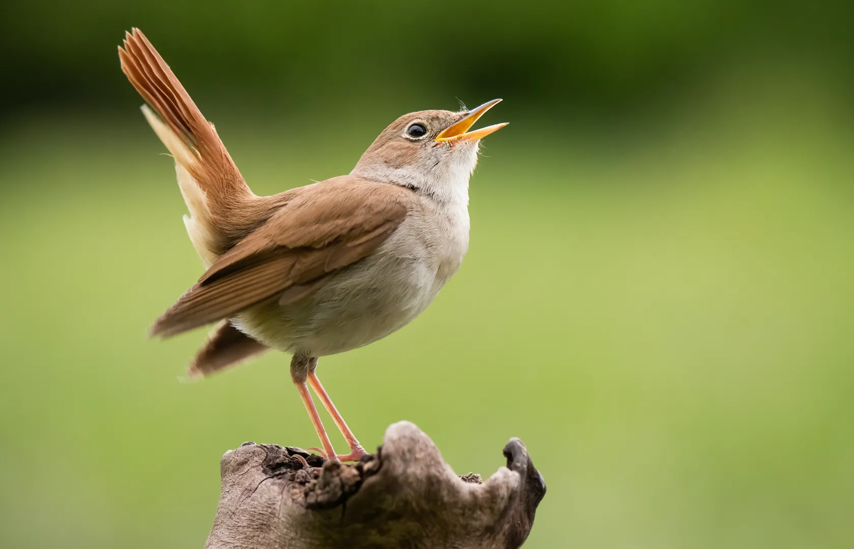 Słowik Fot. Adobe Stock/MatusHaban