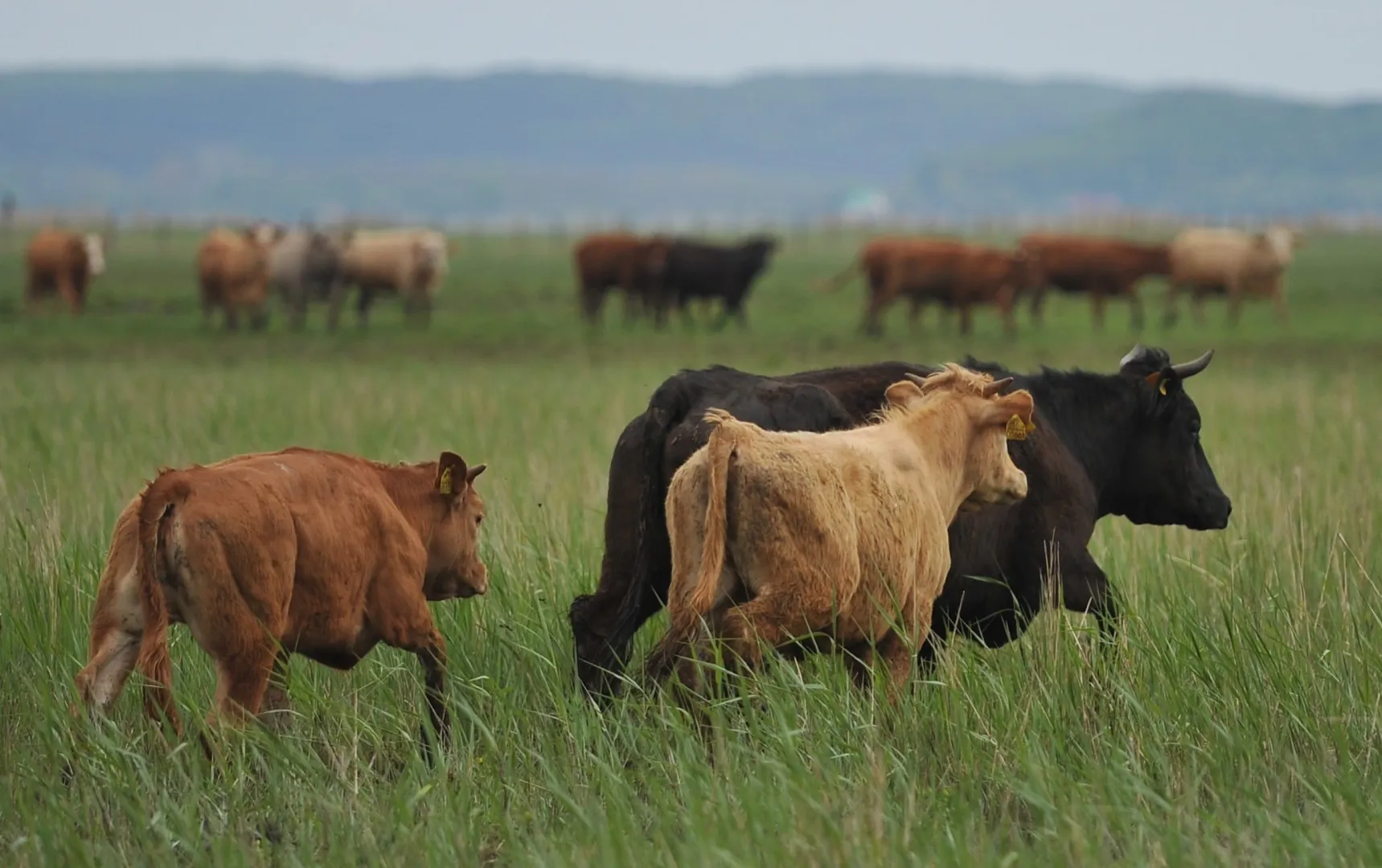 Krowy na pastwisku Fot. PAP/Marcin Bielecki