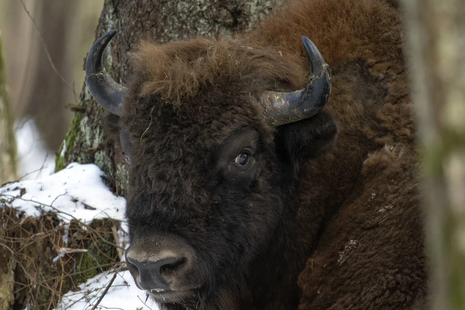Żubr. Fot. PAP/Michał Zieliński
