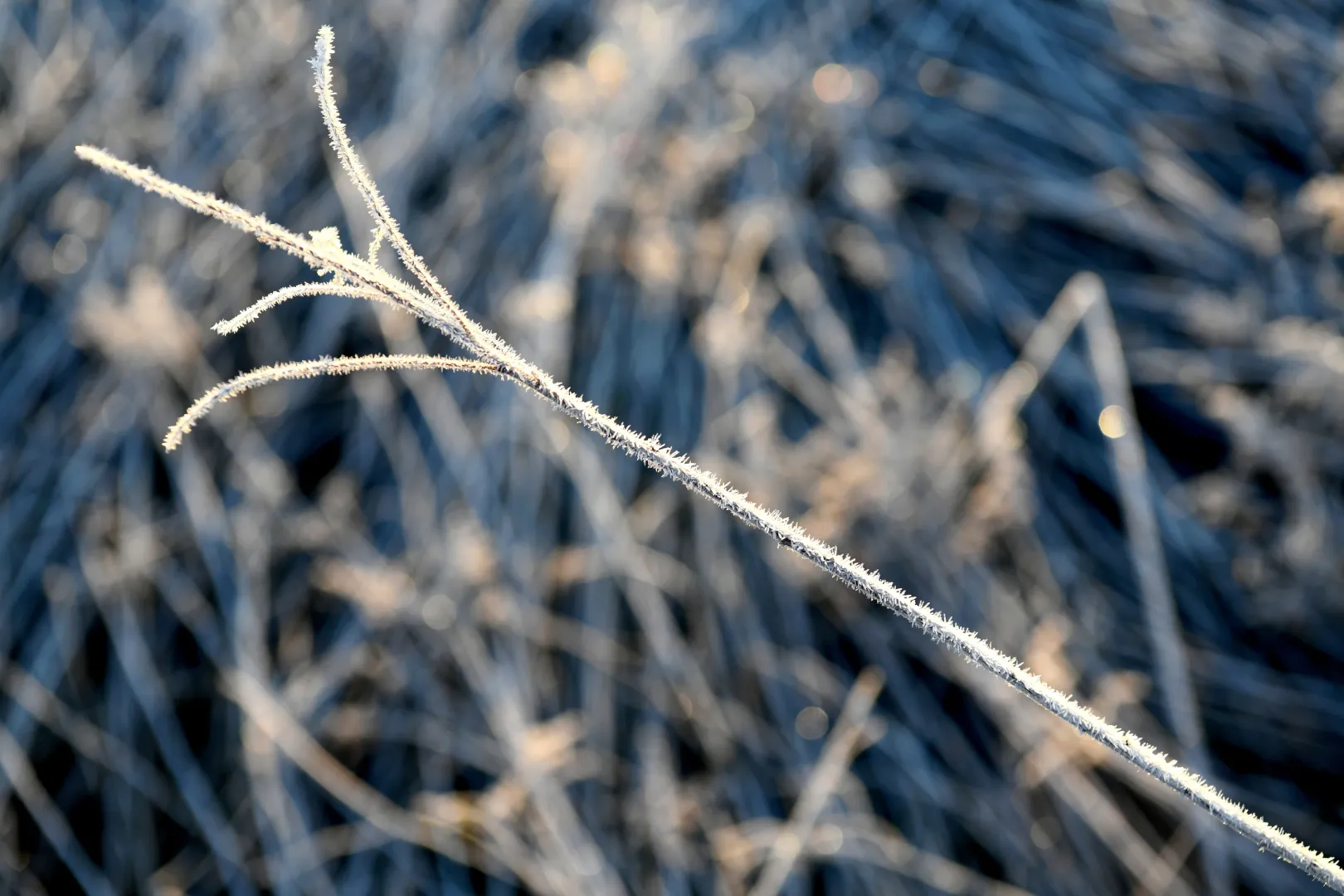 Przymrozki Fot. PAP/Darek Delmanowicz