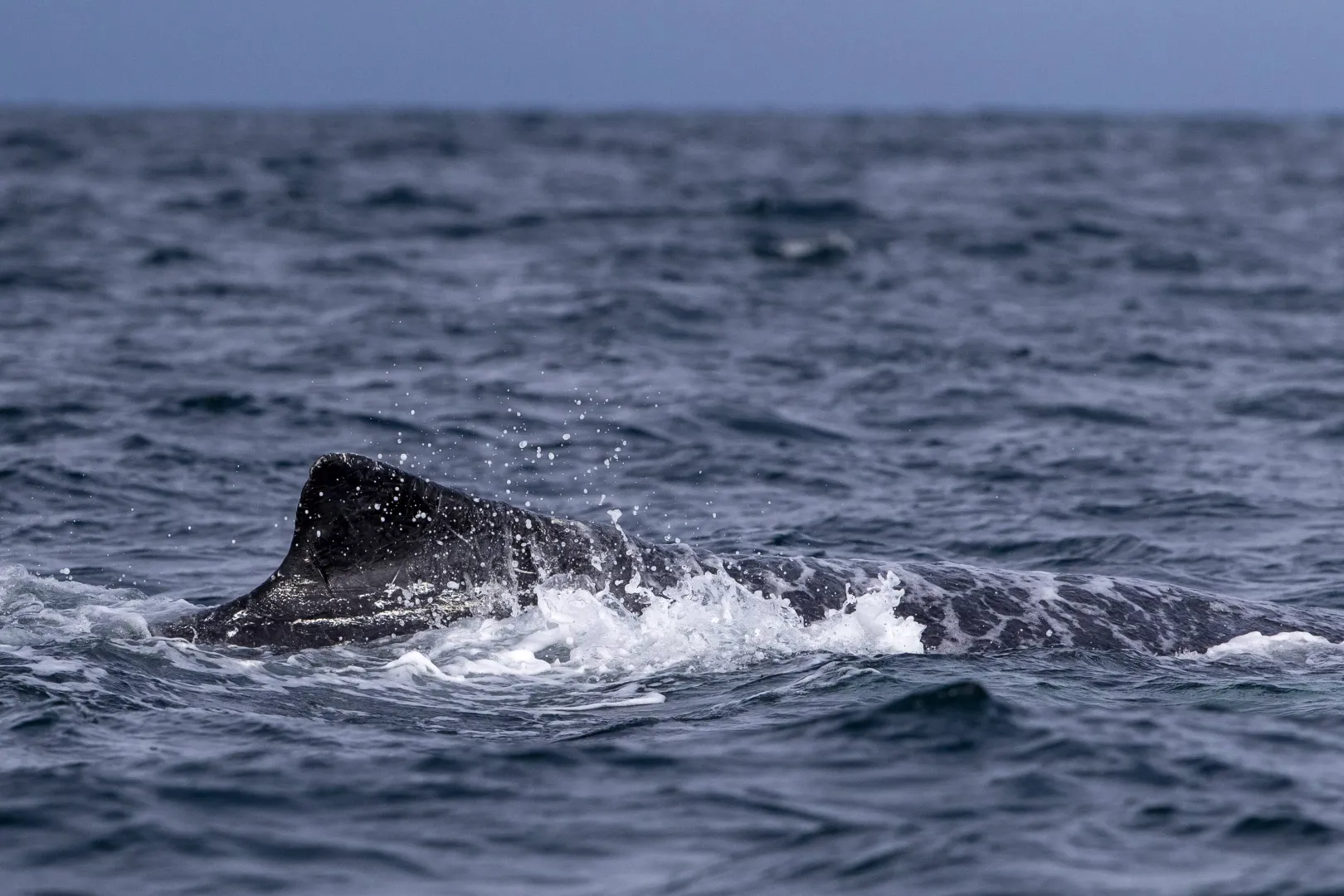Humbak, zdjęcie ilustracyjne, fot. PAP/EPA/EFE/Jose Jacome