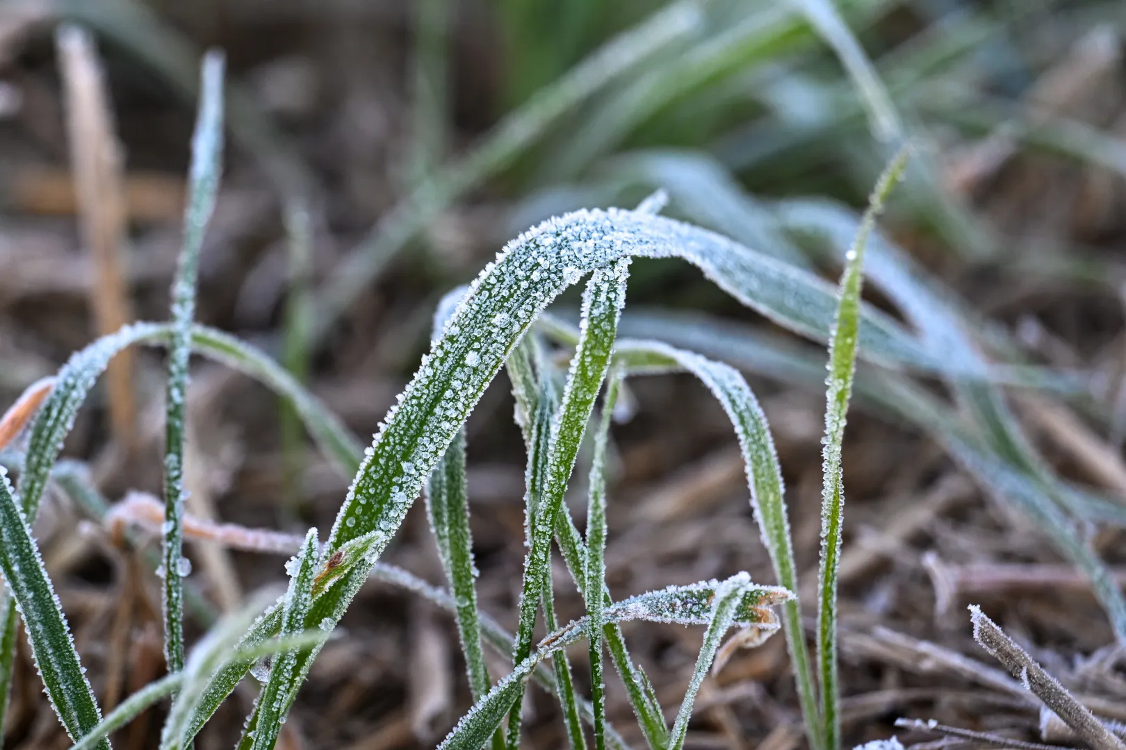 IMGW wydał ostrzeżenia I stopnia przed przymrozkami. Fot. PAP/Darek Delmanowicz
