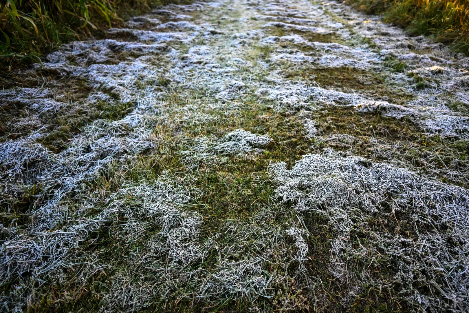 Przygruntowe przymrozki. Fot. PAP/	Darek Delmanowicz