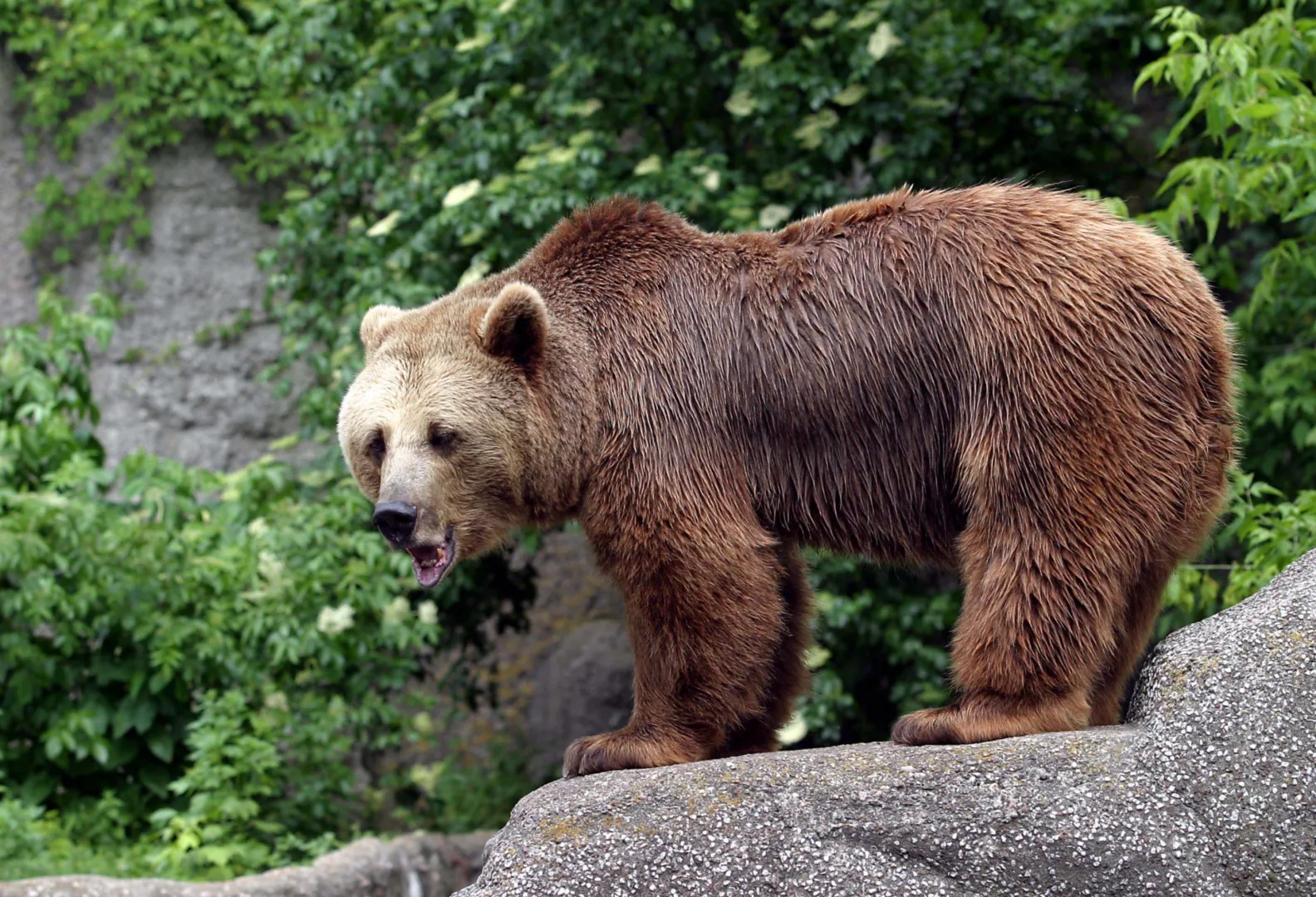 Niedźwiedź brunatny, fot. PAP/Piotr Rybarczyk