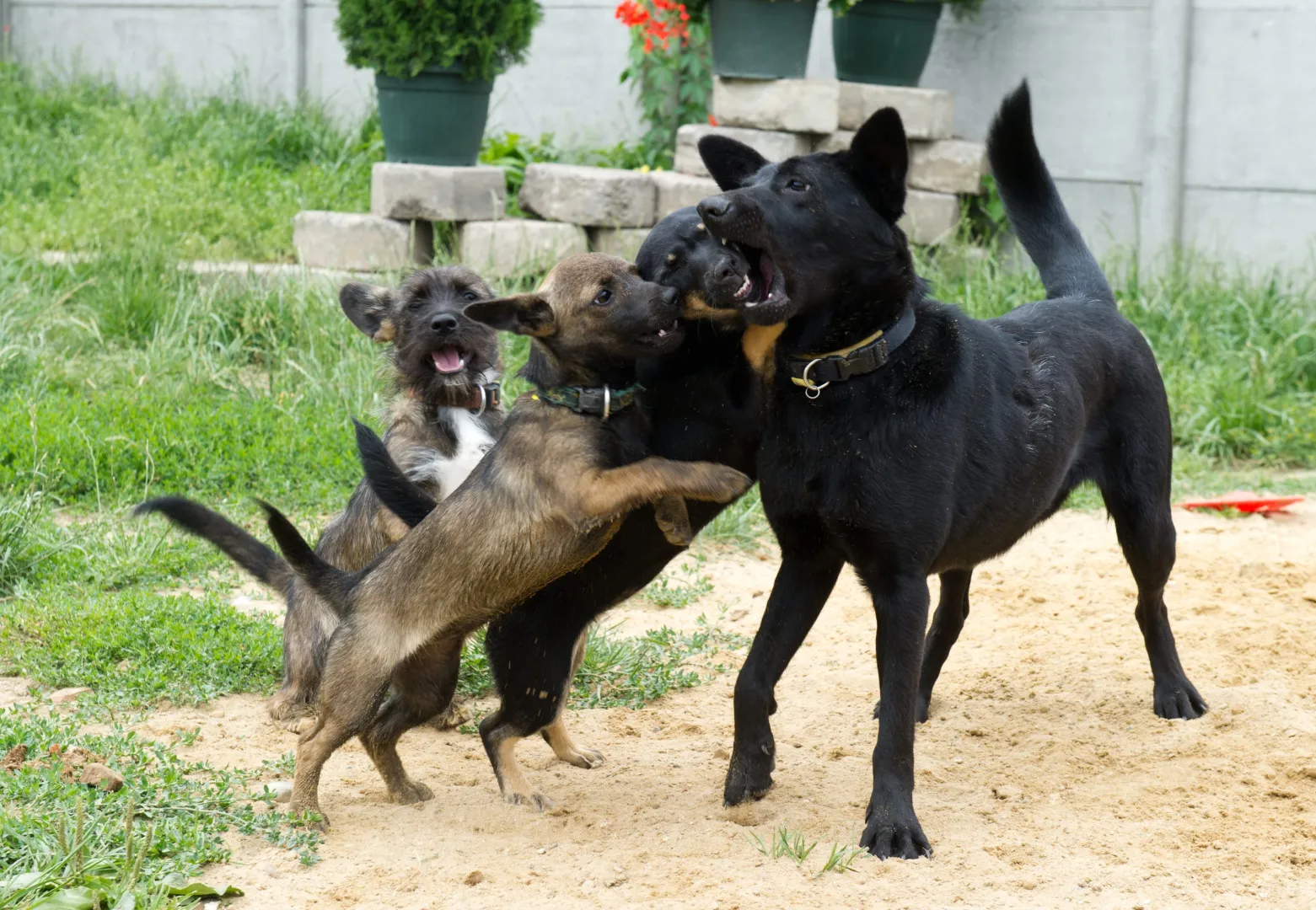 Psy Fot. PAP/Grzegorz Michałowski