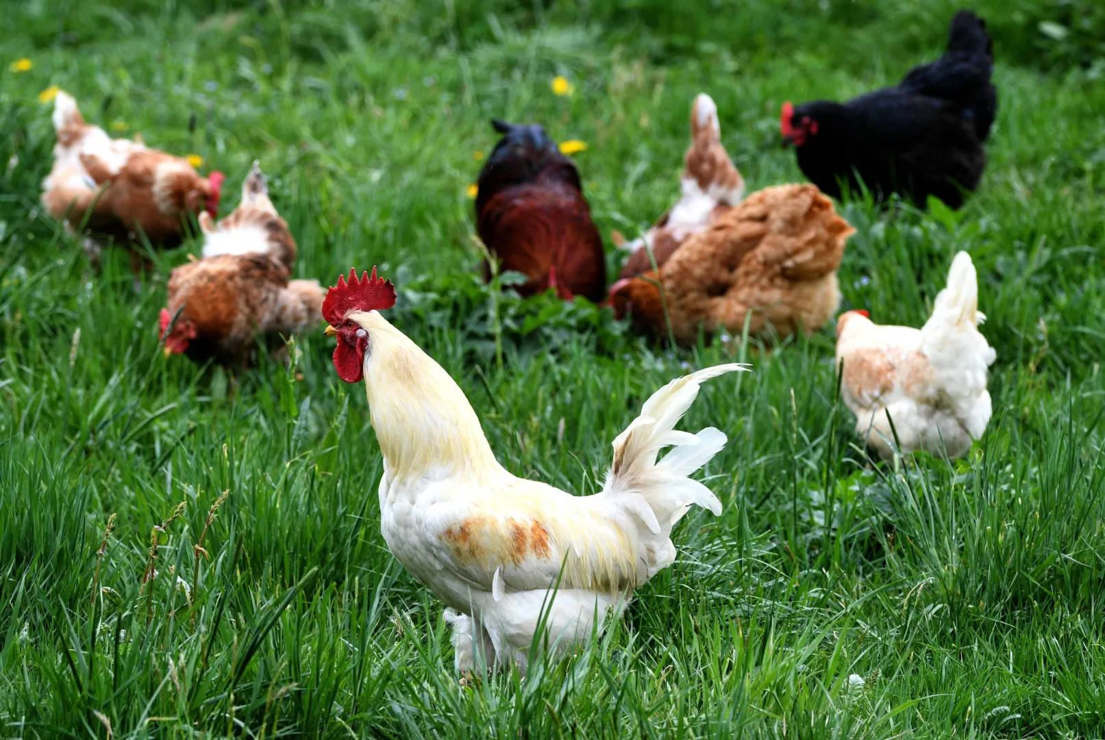 Kury (zdjęcie ilustracyjne). Fot. PAP/Darek Delmanowicz