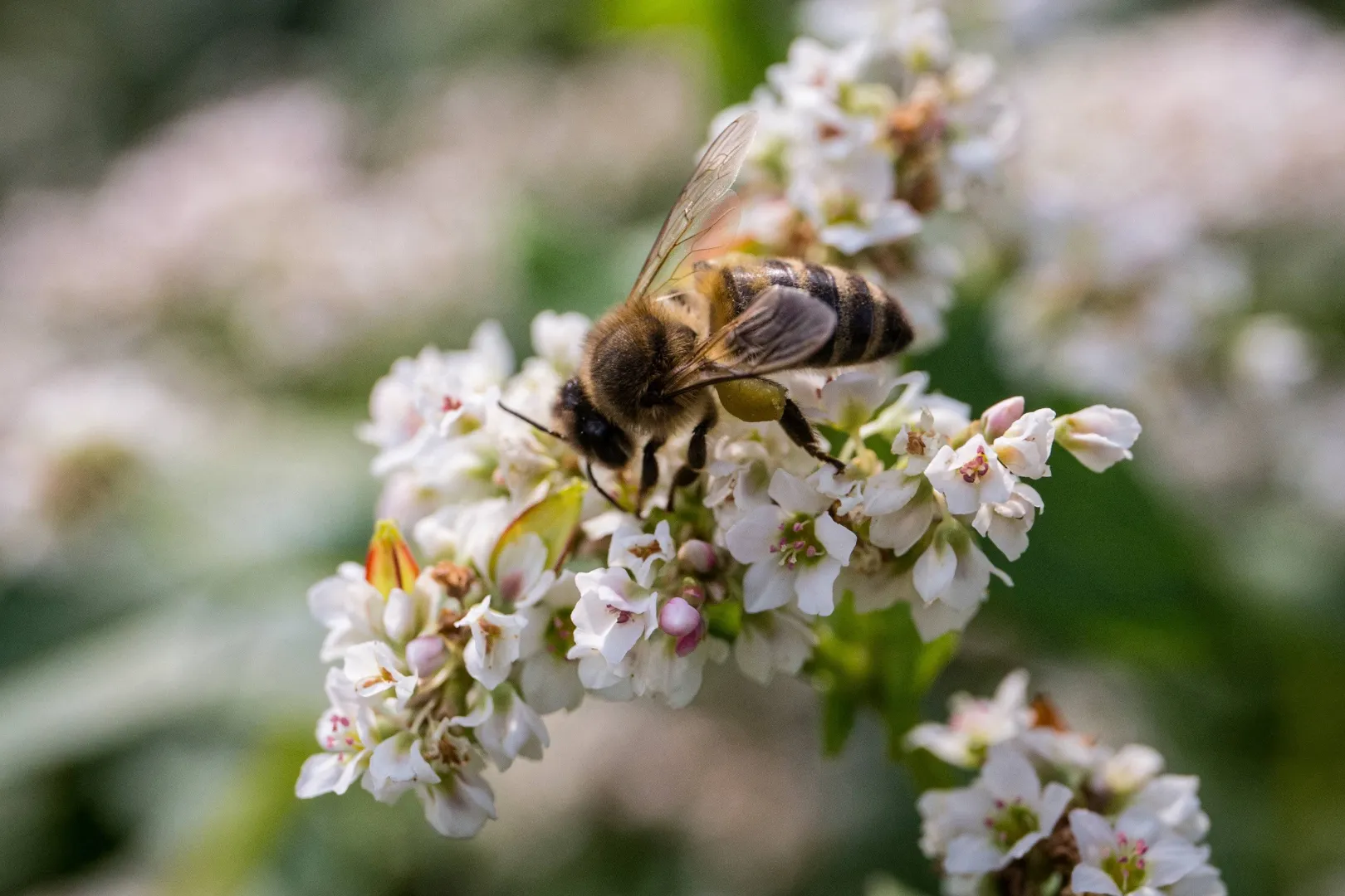 Pszczoła miodna oblatuje kwiat gryki. Fot. PAP/Wojtek Jargiło