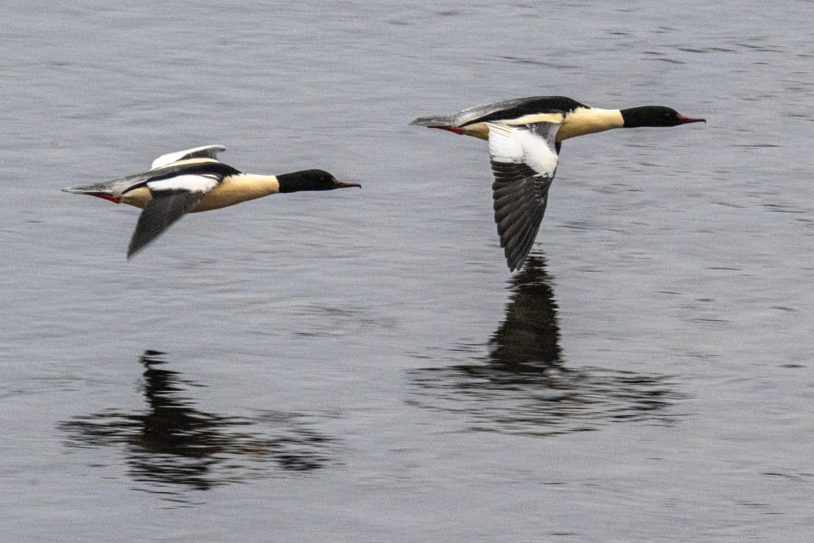 Para nurogęsi. Fot. PAP/Darek Delmanowicz