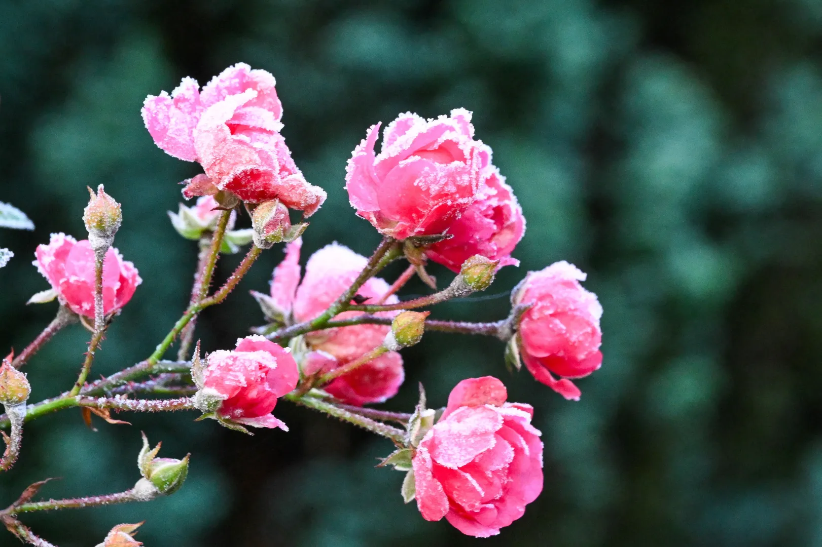 Przymrozki Fot. PAP/MARCIN BIELECKI