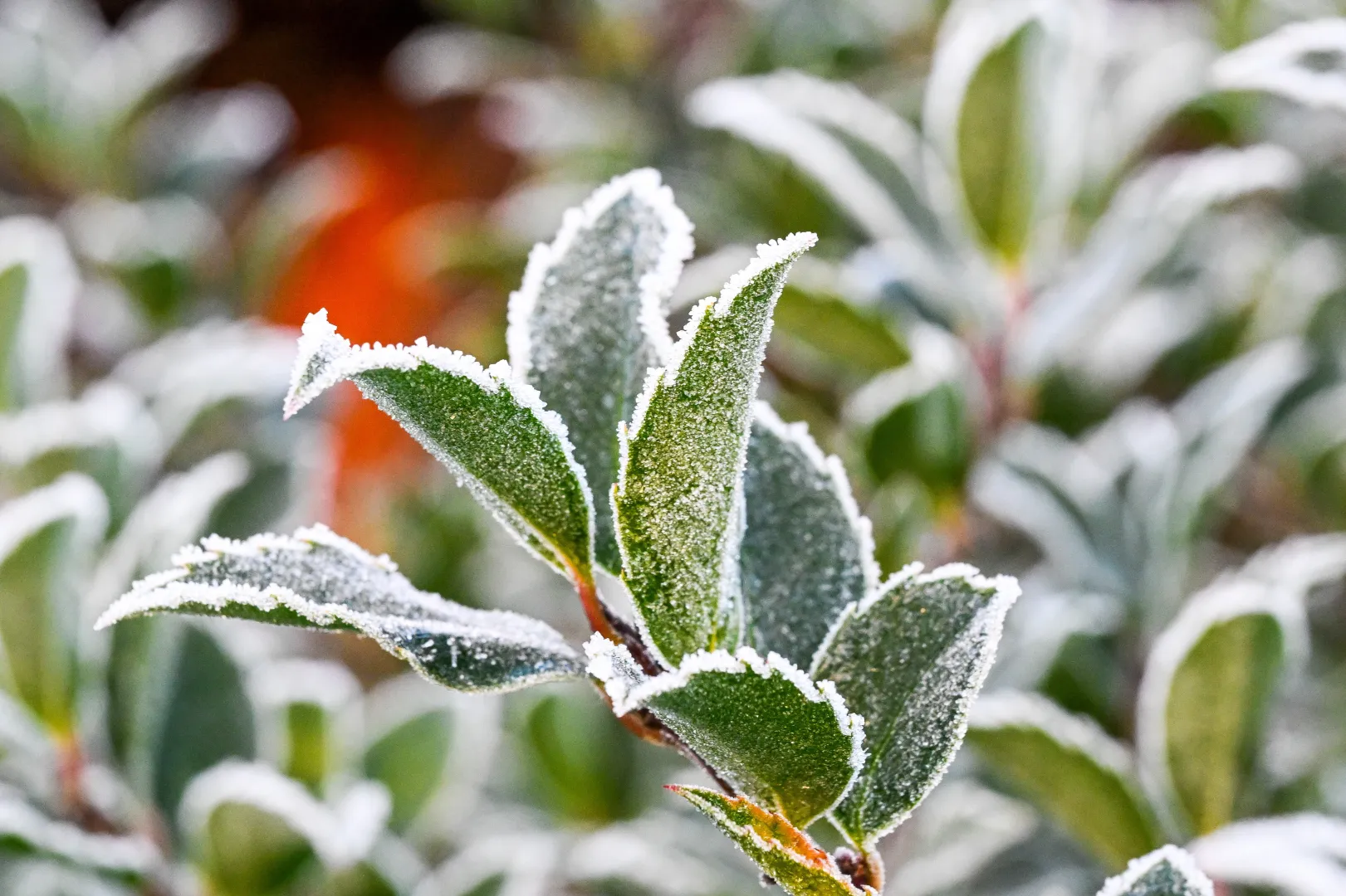 Poranny przymrozek. Zdj. ilustracyjne. Fot. PAP/Marcin Bielecki