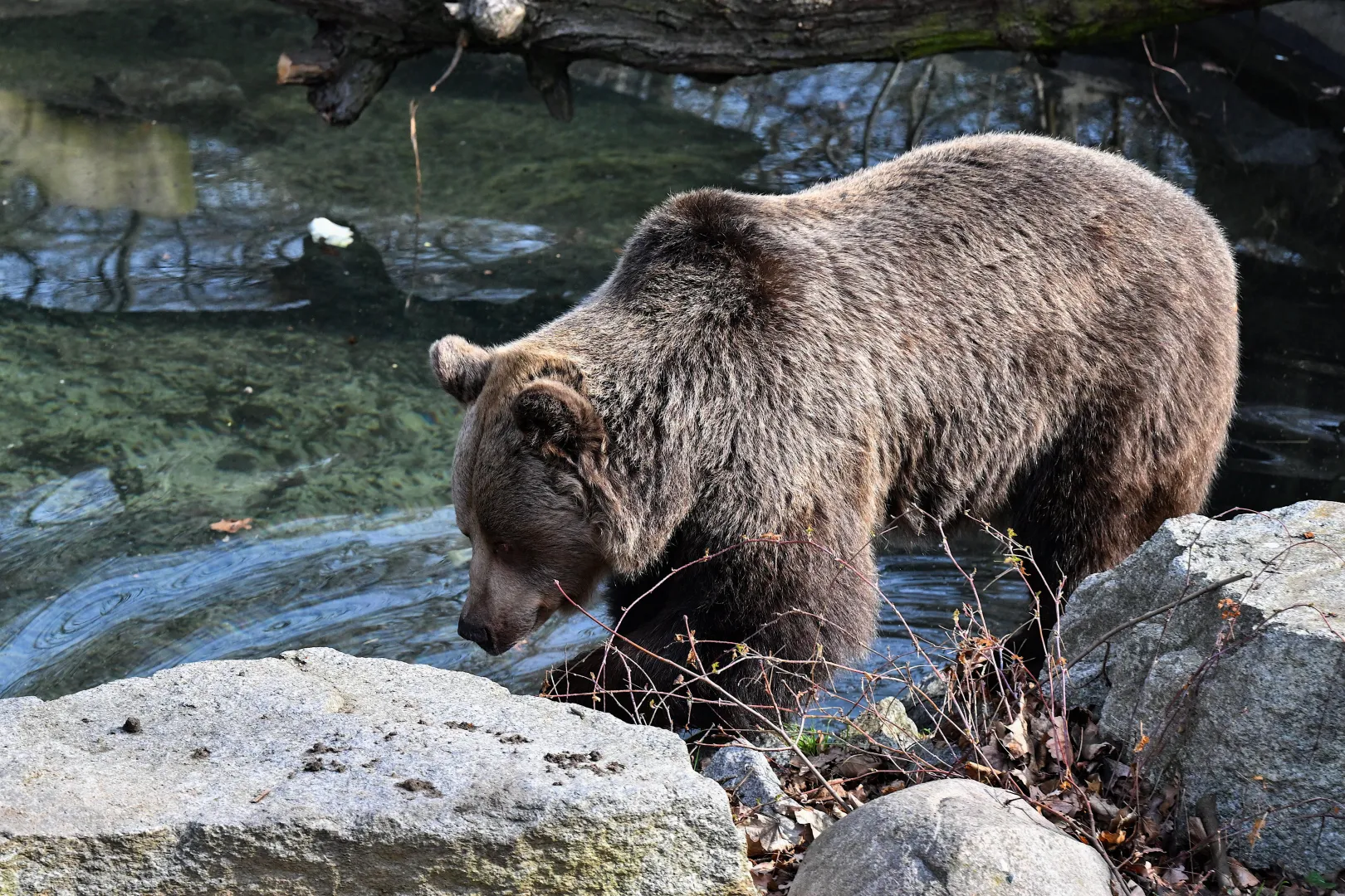 Niedźwiedź Fot. PAP/Maciej Kulczyński