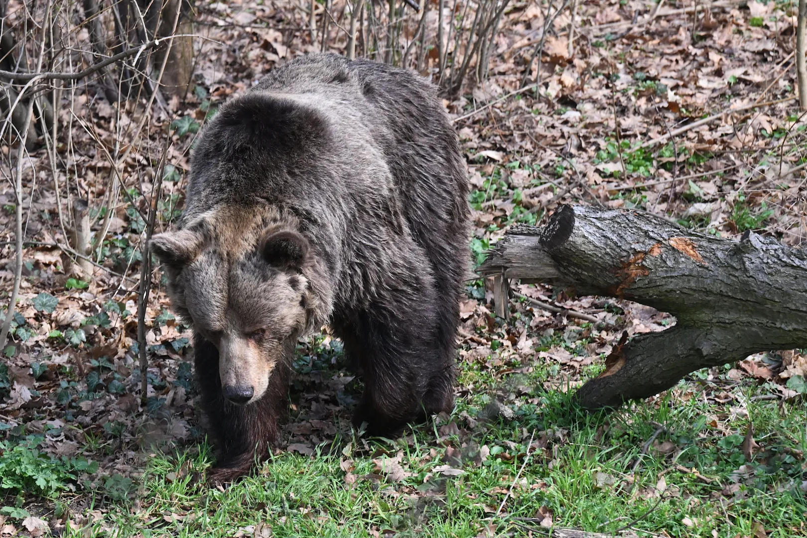 Niedźwiedź. Zdj. ilustracyjne. Fot. PAP/Maciej Kulczyński