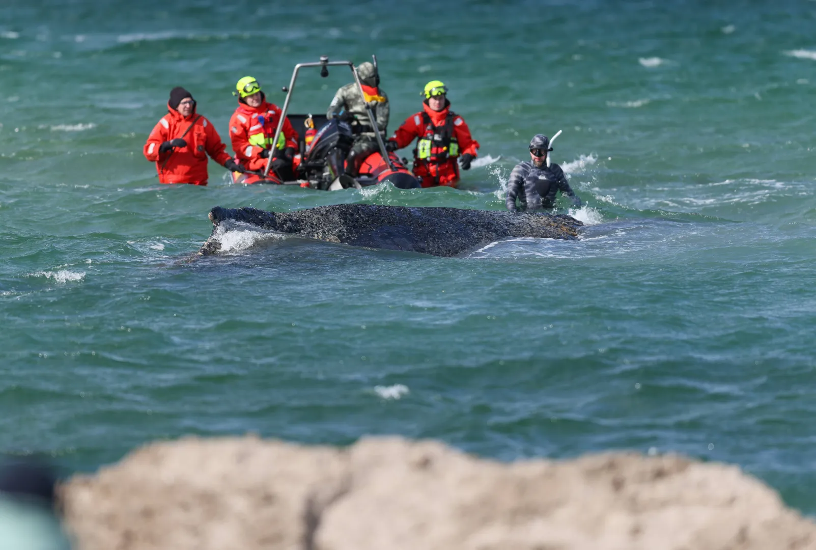 Akcja ratunkowa humbaka, fot. PAP/EPA/SELIM SUDHEIMER