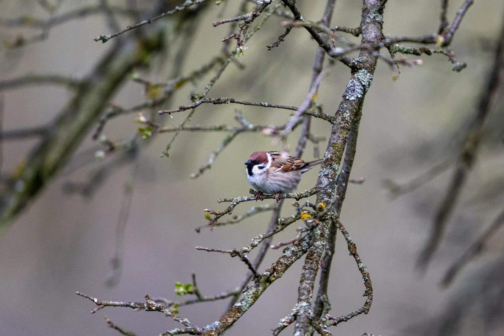 Wiosna Fot. PAP/Darek Delmanowicz