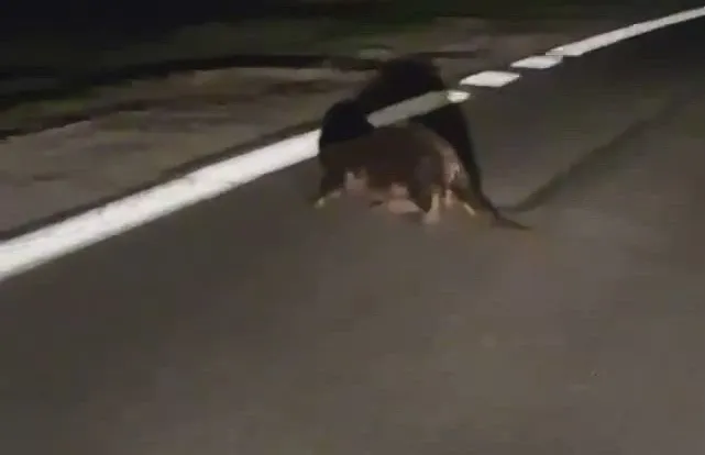 Bóbr. Fot. Policja Mazowiecka