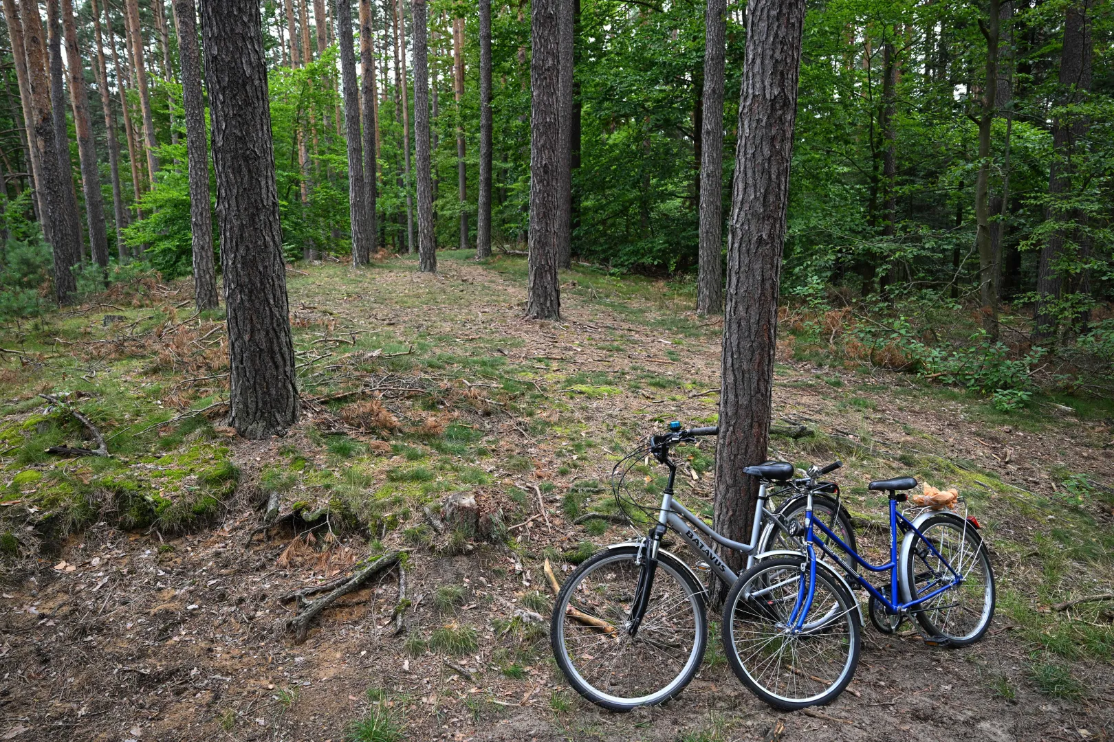 Roztoczański Park Narodowy Fot. PAP/Wojtek Jargiło