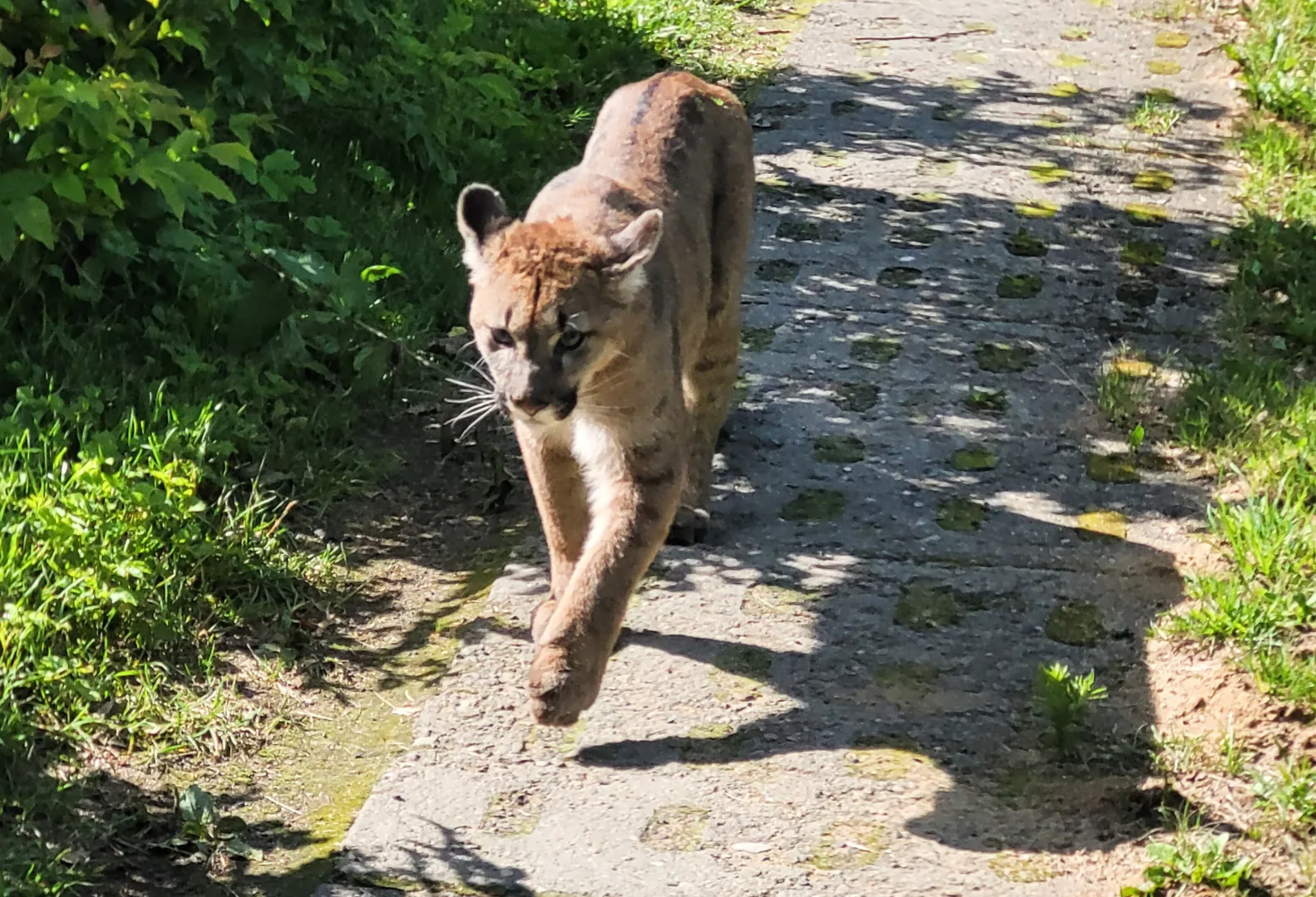 Puma widziana przed posesją we wsi Karsinka. Fot. PAP/Monika Żywanowska