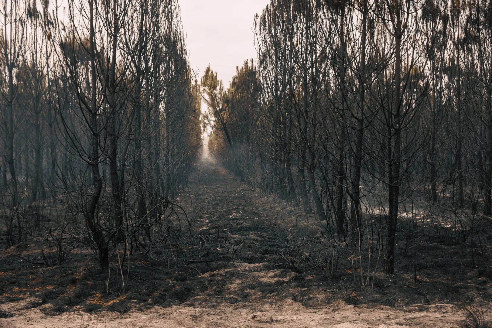 Pożar lasów we Francji. Fot. PAP/EPA/LAURENT PERPIGNA