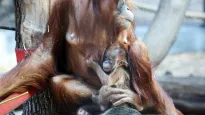 Mały orangutan sumatrzański z mamą Ketawą na wybiegu w Orientarium Zoo Łódź Fot. PAP/Marian Zubrzycki