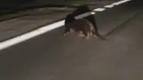Bóbr. Fot. Policja Mazowiecka
