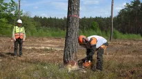 Drwal to jeden z najbardziej niebezpiecznych zawodów w Polsce. Fot. PAP/Marcin Obara