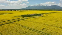 Tatry i kwitnący rzepak Fot. PAP/Grzegorz Momot