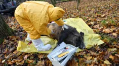 Afrykański pomór świń to zakaźna choroba wirusowa świń domowych wszystkich ras oraz dzików. Fot. PAP/	Marcin Bielecki (zdjęcie ilustracyjne)