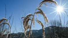 Ciepła zima, zdjęcie ilustracyjne, fot. PAP/EPA/Zima. Fot. PAP/Darek Delmanowicz