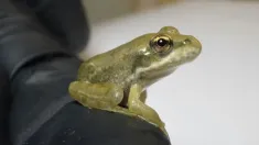 Młody osobnik żaby śmieszki (Pelophylax ridibundus). Fot. Martyna Frątczak