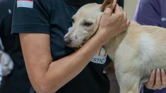 Fordhanto Bimantoro / Humane World for Animals