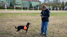 Szczecin, 26.03.2026. Behawiorystka z Centrum DiabDogs dr hab. Małgorzata Sulik prowadzi szkolenie psów asystujących osobom chorym na cukrzycę, 26 bm. w Szczecinie. Psy potrafią wyczuć nawet niewielkie zmiany biochemii organizmu człowieka, np. spadek cukru. Sygnalizują to naciskając nosem chorego. Przynoszą napój, pakiet ratunkowy z lekami, glukometrem, a nawet uruchamiają alarm, który może być połączony ze smarfonem. W ten sposób przekazują informację np. komuś z rodziny, że cukrzyk potrzebuje pomocy. DiabDogów jest w Polsce tylko kilka. Szczecińska behawiorystka rozwija ten projekt we współpracy z polską naukowczynią pracującą w Niemczech, gdzie psy „dla diabetyków” szkolone są od wielu lat. (sko) PAP/Marcin Bielecki