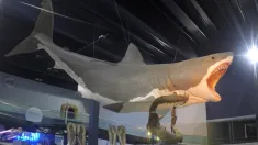 MEGALODON - rekin gigant, mioceński postrach oceanów. /youtube