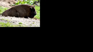 Myśliwy zastrzelił żubra na poligonie Fot. PAP/Darek Delmanowicz