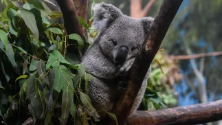 Koala. Fot. PAP/ John Ricky / Anadolu Agency/ABACAPRESS.COM 