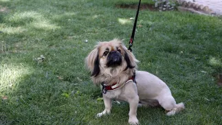 Pies w parku. Zdj. ilustracyjne. Fot. PAP/EPA/ABEDIN TAHERKENAREH