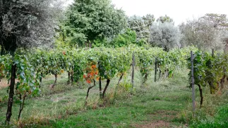 Winorośle. Fot. PAP