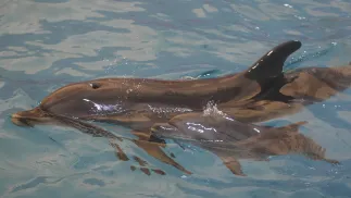 Delfiny - zdjęcie ilustracyjne Fot. PAP/EPA/STEPAN FRANKO