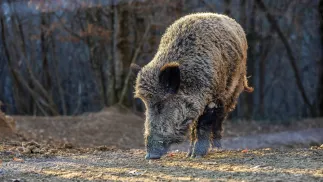 Dzik. Zdjęcie ilustracyjne. Fot. PAP/Srecko Niketic/PIXSELL