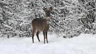 W pierwszych dniach grudnia nie zabraknie śniegu. Fot. PAP