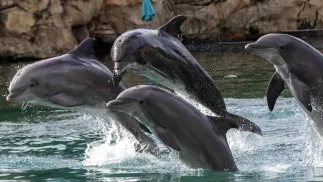 Delfiny. Zdjęcie ilustracyjne. Fot. PAP/PA/Steve Parsons