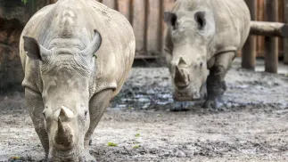 Nosorożce białe. Zdj. ilustracyjne. Fot. PAP/EPA/Esteban Biba