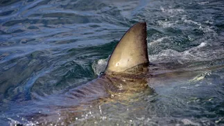 Płetwa rekina, zdjęcie ilustracyjne, fot. PAP/DPA/blickwinkel/McPHOTO