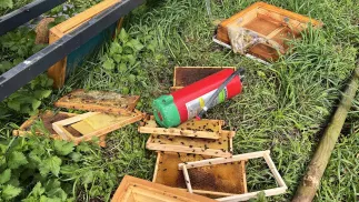 Zniszczone ule w ogrodzie pałacowym w Wilanowie. Fot. Katarzyna J. Kowalska/ Facebook/Muzeum króla Jana III w Wilanowie