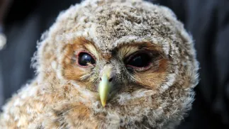 Puszczyk. Zdjęcie ilustracyjne. Fot. PAP/Marcin Bielecki