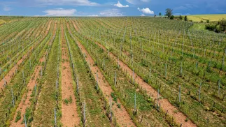Winnica Niemczańska w Niemczy na Dolnym Śląsku. Fot. PAP/Maciej Kulczyński