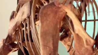 Szkielet dinozaura - zdjęcie ilustracyjne Fot. PAP/EPA/MARCELO SAYAO