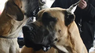 Dogi niemieckie - zdjęcie ilustracyjne Fot. PAP/ANDRZEJ GRYGIEL