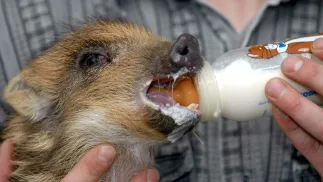 Mały dzik (zdj. ilustracyjne) Fot. PAP/Andrzej Zbraniecki